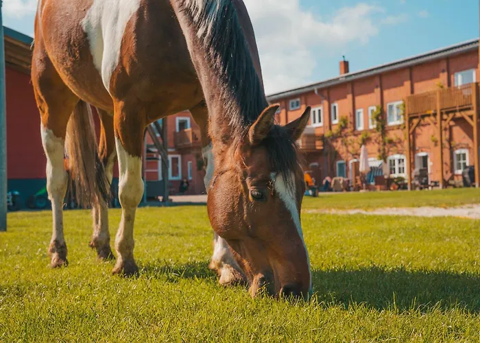 Ora Westermarkelsdorf